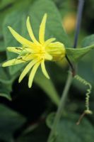 Passiflora 'Citrina' - Passion flower