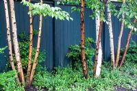 Betula nigra - River birches against painted fence 