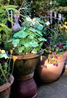 Tropaeolum majus 'Alaska', pansies and glass art - Nancy Goldman's Recycled Garden