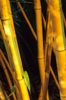 Phyllostachys bambusoides 'Castillonis' - Madake Bamboo