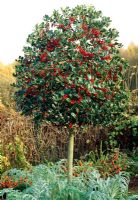 Ilex 'J C Van Tol' grown as standards in full berry underplanted with Cynara cardunculus 'Florist Cardy' in the Vegetable Garden, Veddw House Garden. 