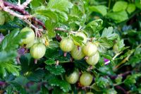 Ribes uva-crispa 'Leveller' AGM Gooseberry