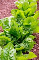 Beta vulgaris 'Erbette' - Spinach