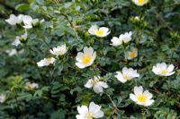Rosa soulieana - rambler or shrub rose
