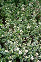 Thymus pulegioides 'Foxley'  - Golden Broad Leaved Thyme