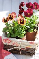 Viola - Pansies in clay pot placed in woven tray with textile