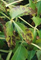 Hellebore leaf blotch on Helleborus argutifolius