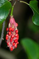 Magnolia wilsonii seed pod