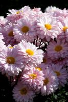 Chrysanthemum 'Pearl Enbee Wedding'