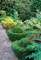 Topiary eggcups of Buxus at Veddw House Garden, Monmouthshire, Wales, July