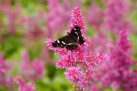 Map Butterfly - Araschnia levana on Astilbe 'Maggie Daley'