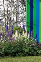 Grasses and herbaceous perennials including Lupinus, Geraniums, Irises, Salvia, Delphiniums and Stipa gigantea planted in the Lloyds TSB Garden at the RHS Chelsea 2007
