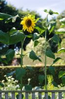 Helianthus annuus - Sunflowers 
