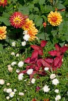 Dahlia 'Western Spanish Dancer' and 'Spanish Conquest' underplanted with Iresine herbstii and Chrysanthemum 