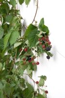 Rubus - Thornless Blackberry trained against a wall