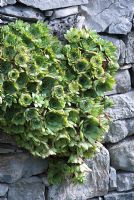 Sempervivum growing out of a stone wall - Pepa's Karst Garden - RHS Hampton Court Flower Show 2009