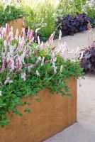 Raised bed with Persicaria affinis 'Superba' -  Urbanise - RHS Hampton Court Flower Show 2009