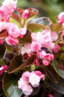 Begonia 'Doublet Pink'