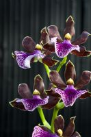 Zygopetalum orchid - Zygopetalum 'Alan Greatwood'