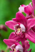 Cymbidium orchid - Miniature - Cymbidium Strathdon 'Chailey Red'