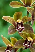 Cymbidium orchid - Miniature - Cymbidium 'Samares'