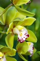 Cymbidium orchid - Miniature - Cymbidium Kings Loch 'Cooksbridge'
