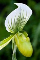 Slipper orchid - Paphiopedilum masupi Cooksbridge