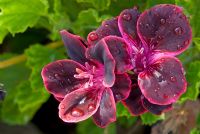 Pelargonium 'Lord Bute' 