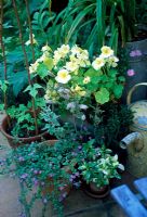 Pots on with Nasturtium 'Milkmaid' on patio with yellow watering can 