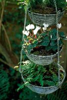 Hanging basket with cyclamen and ferns