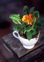 Orange Polyanthus growing in white china cup