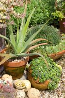 Terracota pots on gravel with Aloe Vera, Saxifraga and Sempervivum - Southlands, Lancashire