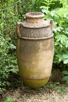 Greek olive urn by Melianthus major - Southlands, Lancashire