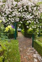 Arch with Rosa 'Pauls Himalayan Musk', a very rampant climber with clusters of strongly scented flowers and brick path leading to white bench, borders edged with clipped box - Wilkins Pleck, NGS, Whitmore near Newcastle-under-Lyme in North Staffordshire 
