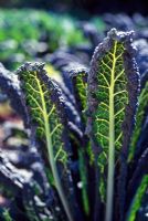 Brassica Calvero Nero - Kale