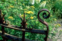 Ornate iron gate with Achillea behind