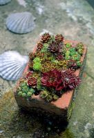 Brick planted with Sempervivums - Houseleeks