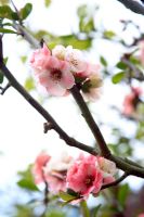 Chaenomeles speciosa 'Moerloosei' -  Japanese fLowering quince flowering in April
