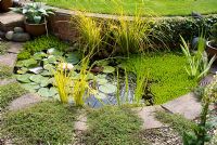 Curved small garden pond with Nymphaea - water lily, Iris pallida 'Variegata', Carex elata 'Aurea', Elodea and Myriophyllum, with adjacent stone edging, gravel and Thymus serpyllum 'Coccineus' 