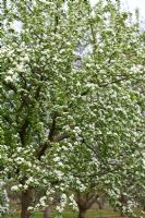 Malus  x robusta 'Persicifolia' blossom