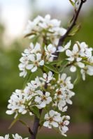 Pyrus 'General Totleben' - Pear - in blossom