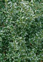 Ilex aquifolium 'Myrtifolia' 