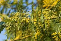 Acacia dealbata - Mimosa flowering in early spring