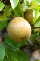 Pyrus communis - Pear 'Beurre D'Arenberg' 
