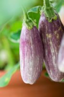 Solanum melongena - Aubergine 'Fairy Tale F1' growing
