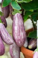 Solanum melongena - Aubergine 'Orient Express F1' growing  in terracotta pot
