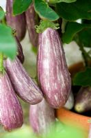 Solanum melongena - Aubergine 'Fairy Tale F1'
