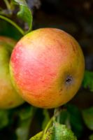Malus - Apple 'Cox's Orange Pippin'

