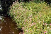 Impatiens glandulifera - Himalayan Balsam, an alien weed which has dominated native vegetation. Shown here on the banks of the River Culm in Devon