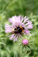 Galactites tomentosa with Bumble Bee 
